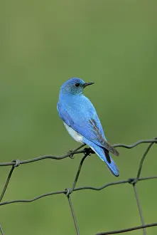 Currucoides: Mountain Bluebird