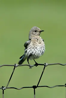 Currucoides: Mountain Bluebird
