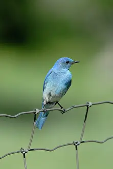 Currucoides: Mountain Bluebird