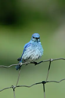 Currucoides: Mountain Bluebird