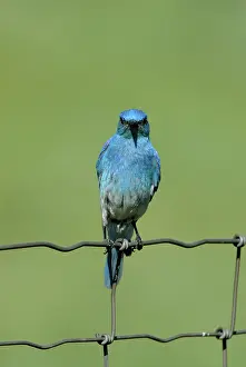 Currucoides: Mountain Bluebird