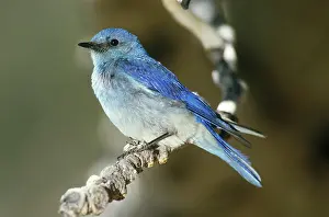 Currucoides: Mountain Bluebird