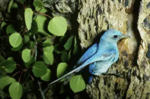 Bringing: Mountain Bluebird