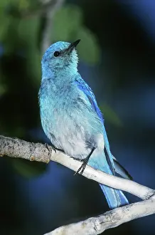 Currucoides: Mountain Bluebird