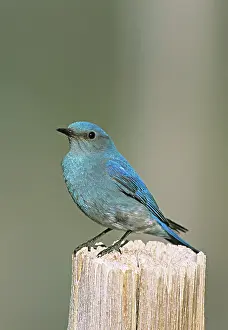 Bluebird: Mountain bluebird