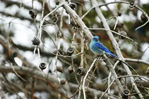 Bluebird: Mountain Bluebird