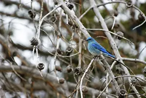 Bluebird: Mountain Bluebird