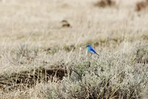 Bluebird: Mountain Bluebird