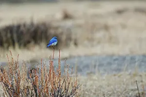 Bluebird: Mountain Bluebird