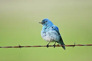 Bluebird: Mountain Bluebird