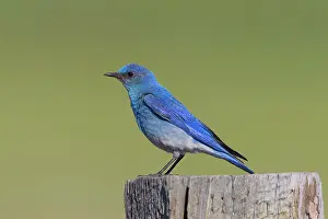 Bluebirds: Mountain Bluebird - adult male in summer