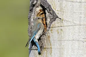 Currucoides: Mountain Bluebird - female at nest cavity in aspen tree