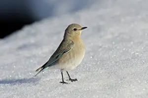Currucoides: Mountain Bluebird - female resting on snowbank
