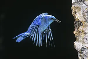 Bluebird: Mountain Bluebird flying to nest