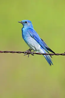 Bluebirds: Mountain Bluebird male