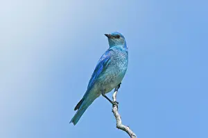 Bluebirds: Mountain Bluebird male