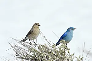 Currucoides: Mountain Bluebird - male and female sitting on