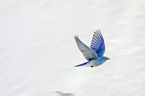 Currucoides: Mountain Bluebird - male in flight over late melting