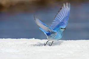 Currucoides: Mountain Bluebird - male in flight on late melting snowbank