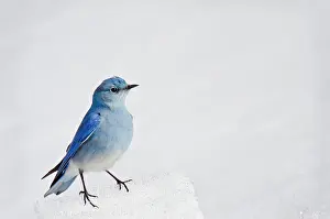 Currucoides: Mountain Bluebird - male on late melting mountain snowbank