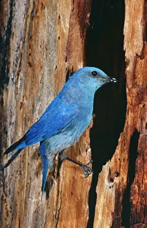 Currucoides: Mountain Bluebird - Male. At nest
