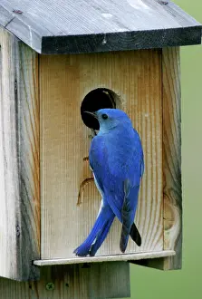Bluebirds: Mountain Bluebird male at nest box