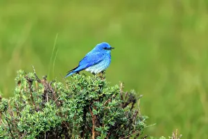 Bluebirds: Mountain Bluebird - male perched on bush Yellowstone