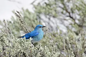 Currucoides: Mountain Bluebird - male sitting in sagebush