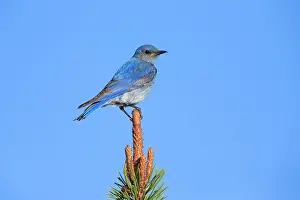 Bluebirds: Mountain Bluebird - male Yellowstone National Park