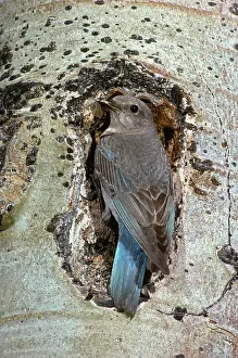 Populus: Mountain Bluebird at nest hole
