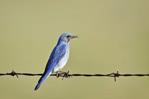 Alberta: Mountain Bluebird (Sialia currucoides)