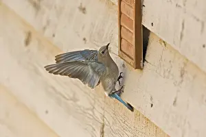 Currucoides: Mountain bluebird (Sialia currucoides) female. Near