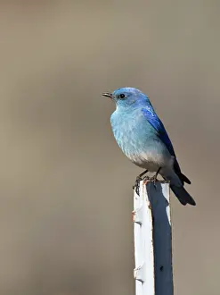 Currucoides: Mountain bluebird (Sialia currucoides) male. Near