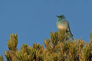 Currucoides: Mountain bluebird (Sialia currucoides). Panguitch