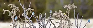 Bluebirds: Mountain Bluebird - in winter