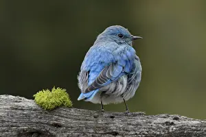 Wyoming: Mountain bluebird, Yellowstone National Park, Montana