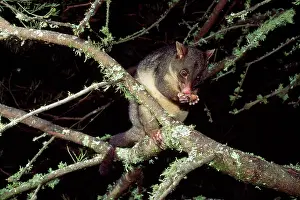 Possum: Mountain Brush-tail Possum