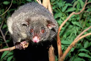 Possum: Mountain Brush-tail Possum / Bobuck - Close up
