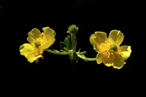 Buttercups: Mountain Buttercup Korikori inhabits subalpine areas