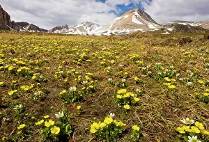 Marigolds: Mountain Buttercup and Mountain Marsh-Marigold