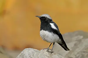 Monticola: Mountain Chat