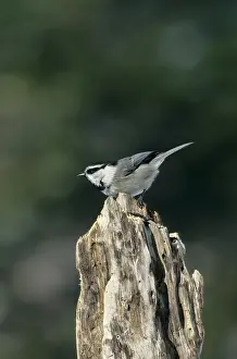 Chickadees: Mountain CHICKADEE