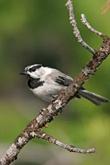 Chickadees: Mountain Chickadee