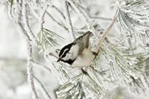 Chickadees: Mountain Chickadee
