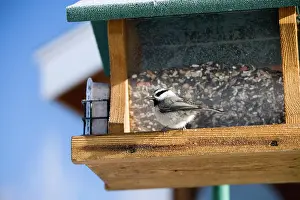Chickadee: Mountain Chickadee