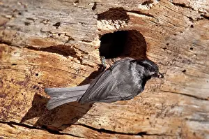 Poecile: Mountain Chickadee with Food