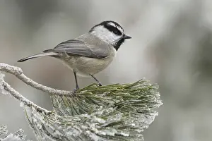 Mexican: Mountain Chickadee (Poecile gambeli), New Mexico, USA, North