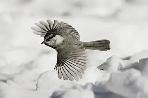 Poecile: Mountain Chickadee (Poecile gambeli), adult in flight