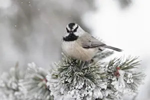 Chickadee: Mountain Chickadee - in winter snow
