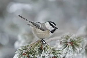 Chickadee: Mountain Chickadee - in winter snow